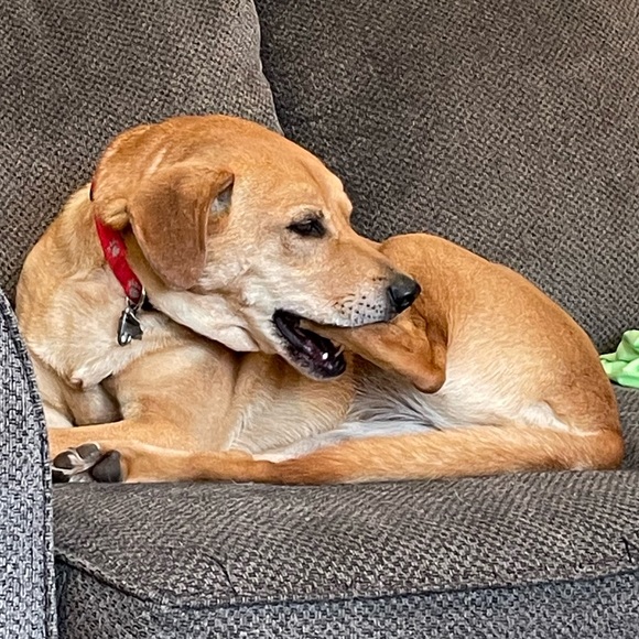 Meet your Posher, Amanda - Picture 1 of 1